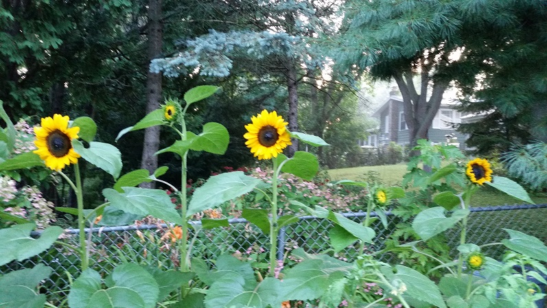 Sunflowers 1 - Late Season